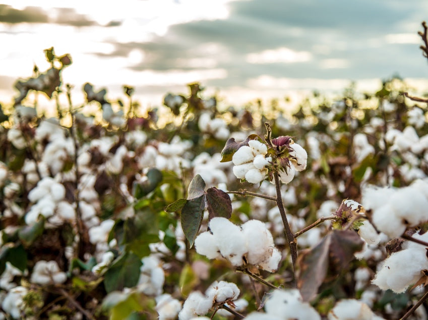 Why GOTS-Certified Organic Cotton Matters in Your Period Care