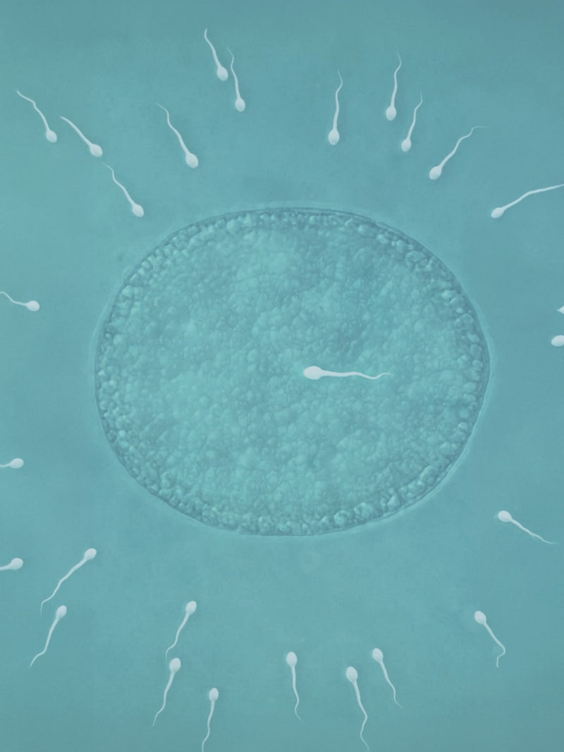 Miracle of Conception